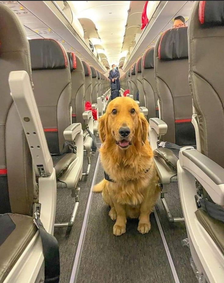 Pet Traveling by Airplane