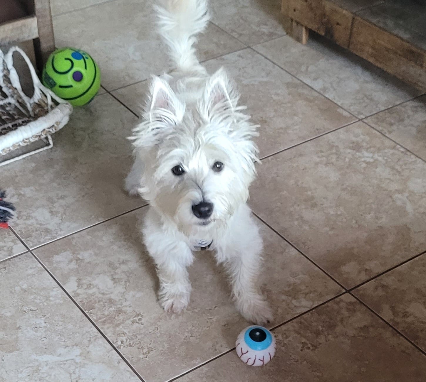 Pet Travel Expertise