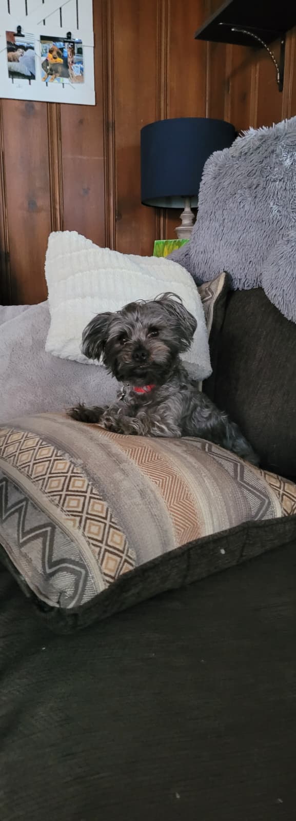 Pet Travel Logistics