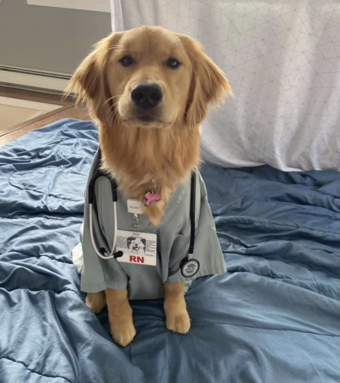 Professional Pet Travel Services